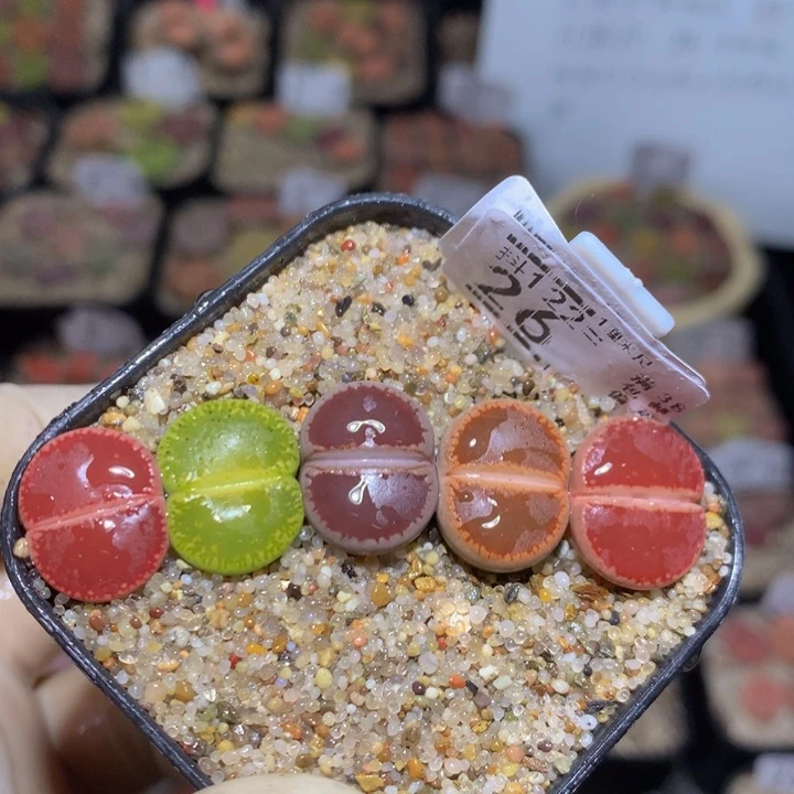 精品生石花122.26