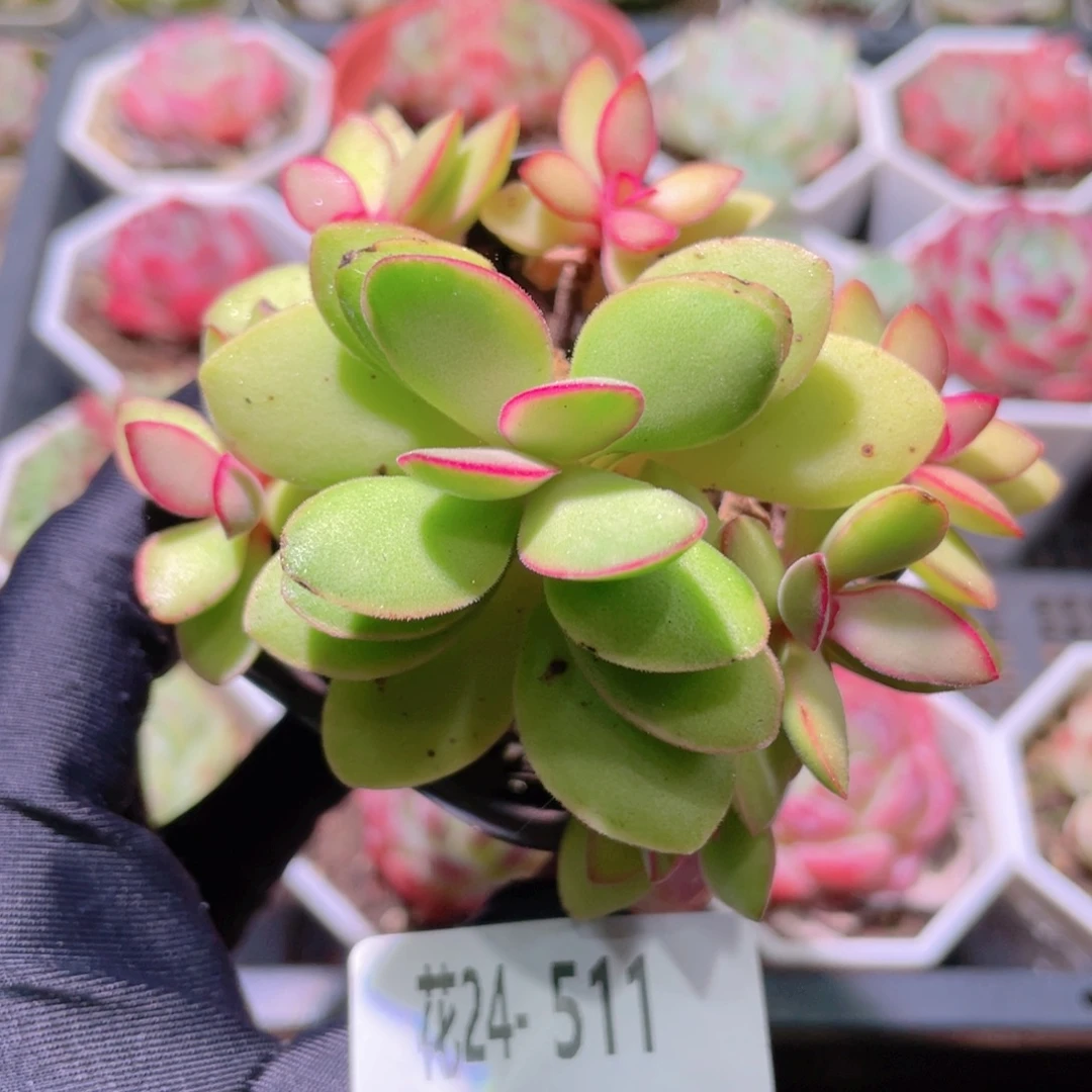 花利美24-511糖果锦