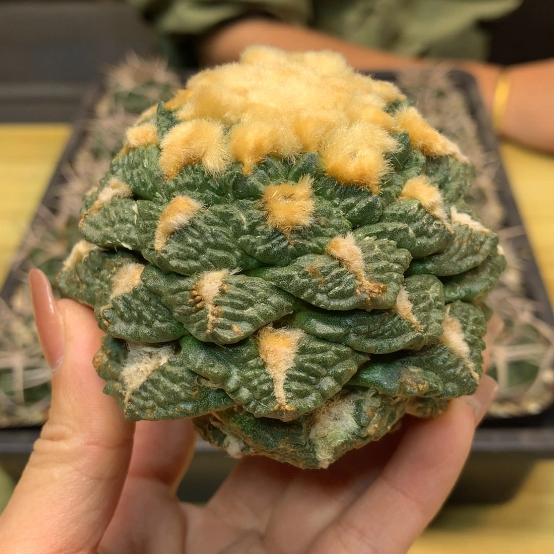 13号 苗接 龟甲连山岩牡丹8.5公分 无根