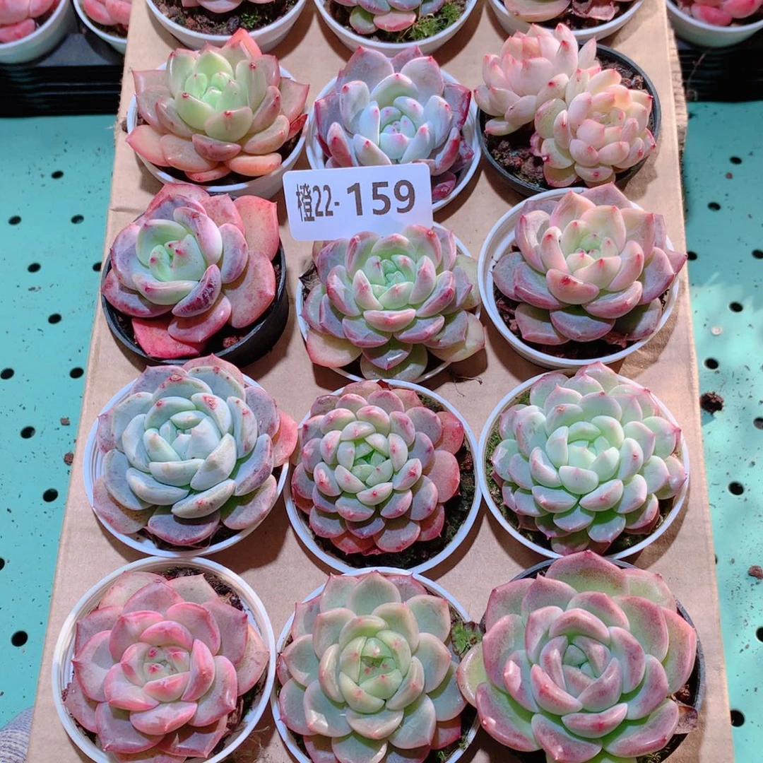22-159一物一拍多肉带盆18颗