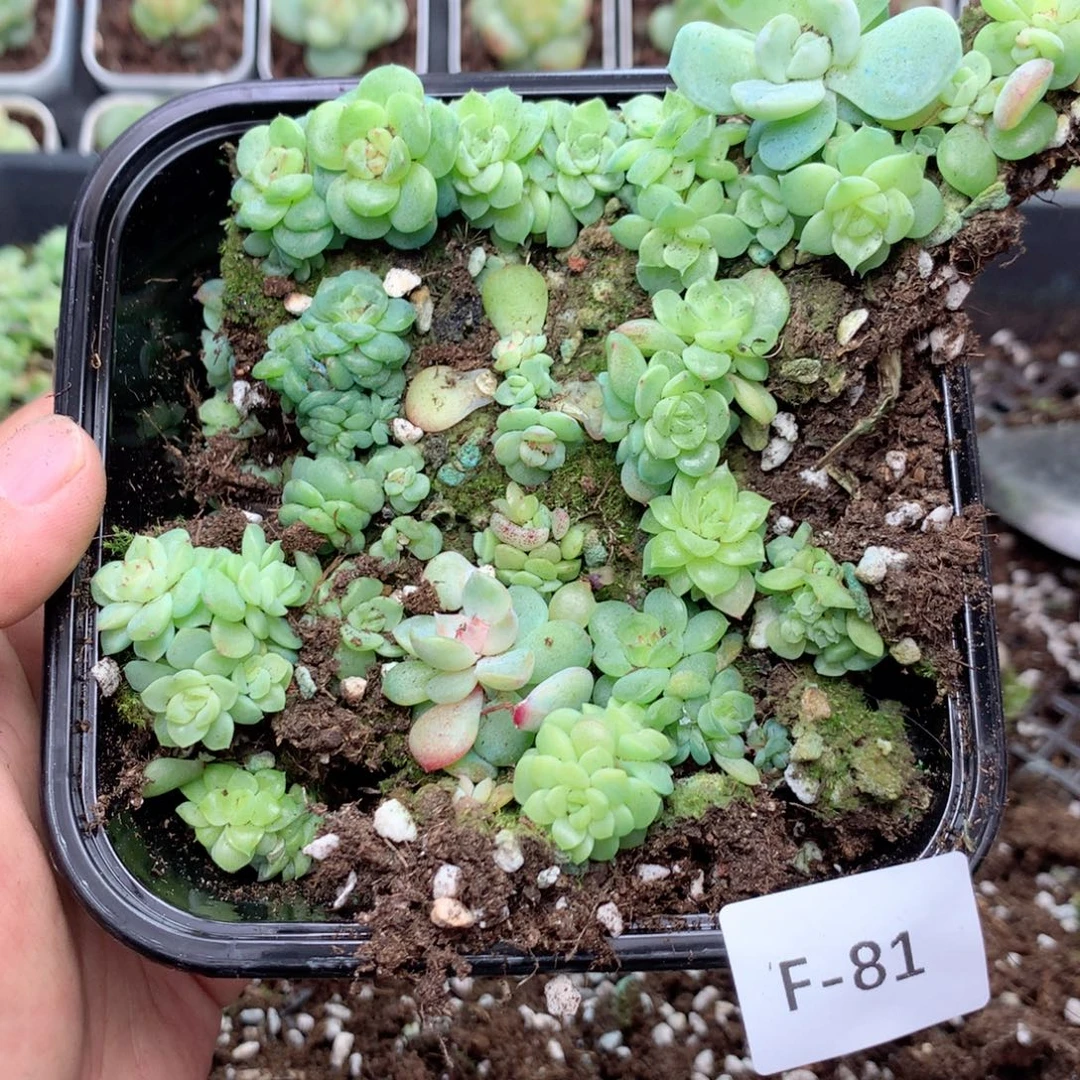 小***子无花朵F81英语英语