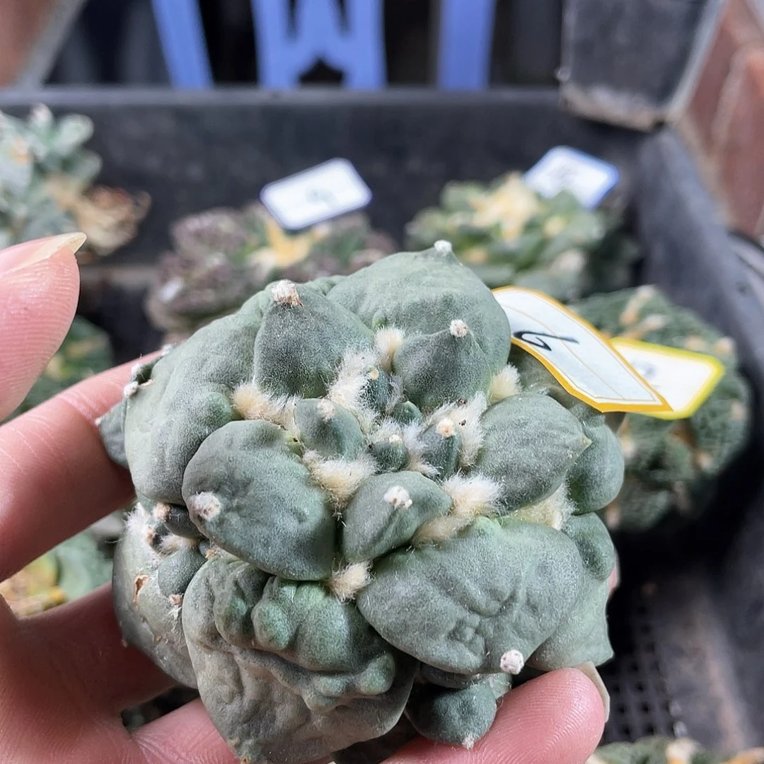 6号自根好好怒涛