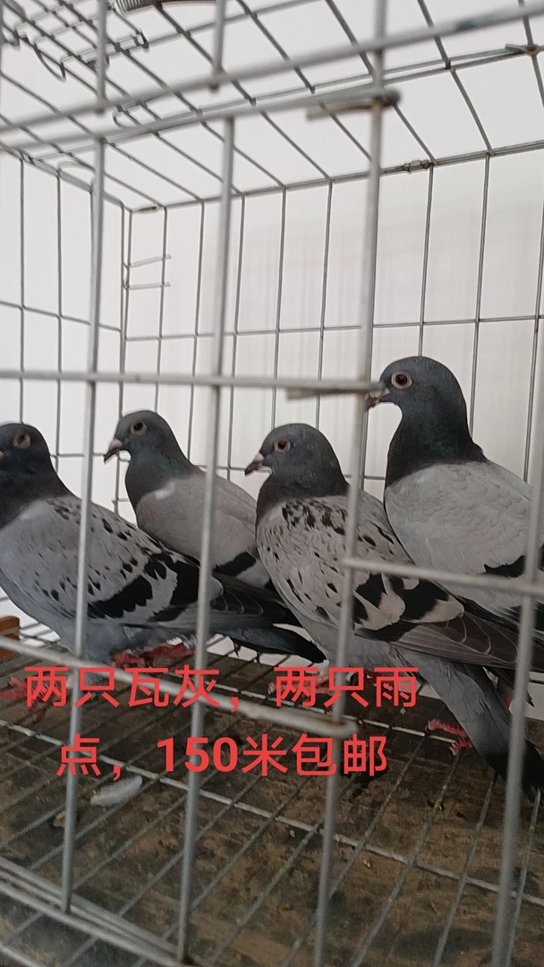 四只幼鸽，回家可开家，