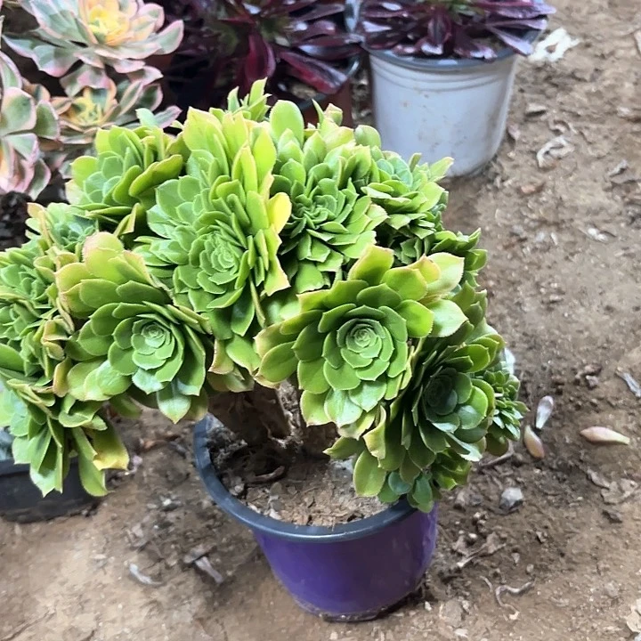 多肉植物绿羊绒缀1