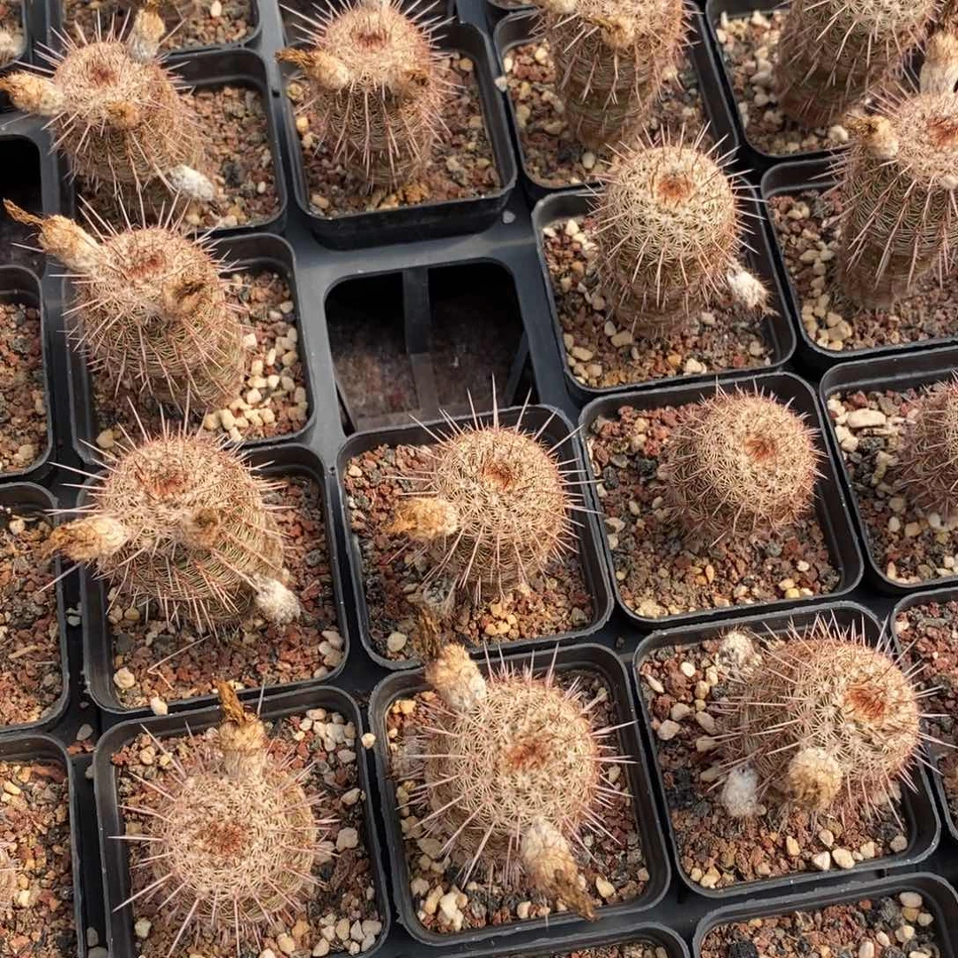 桃鬼实生脱盆发一颗