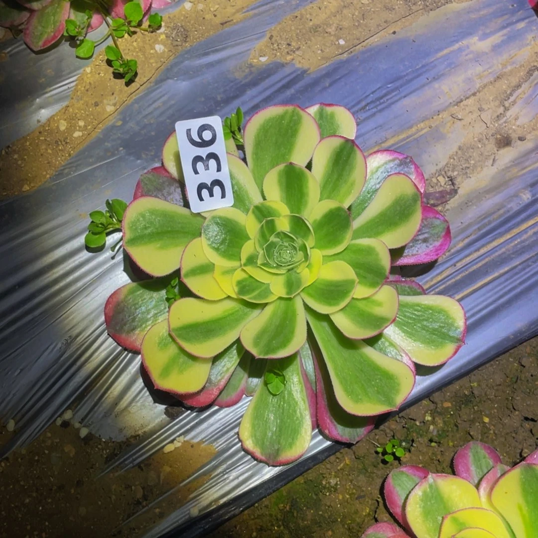 镜花水月多肉植物336