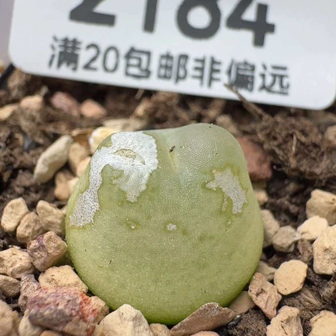 拉登1.3➕带盆土有瑕疵1200