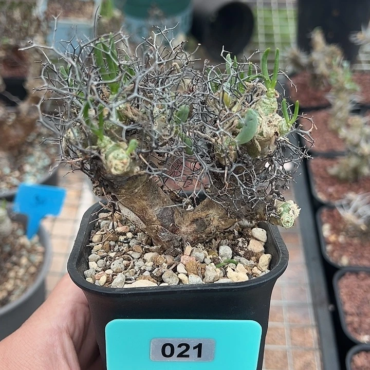 钢丝球万物想产地021