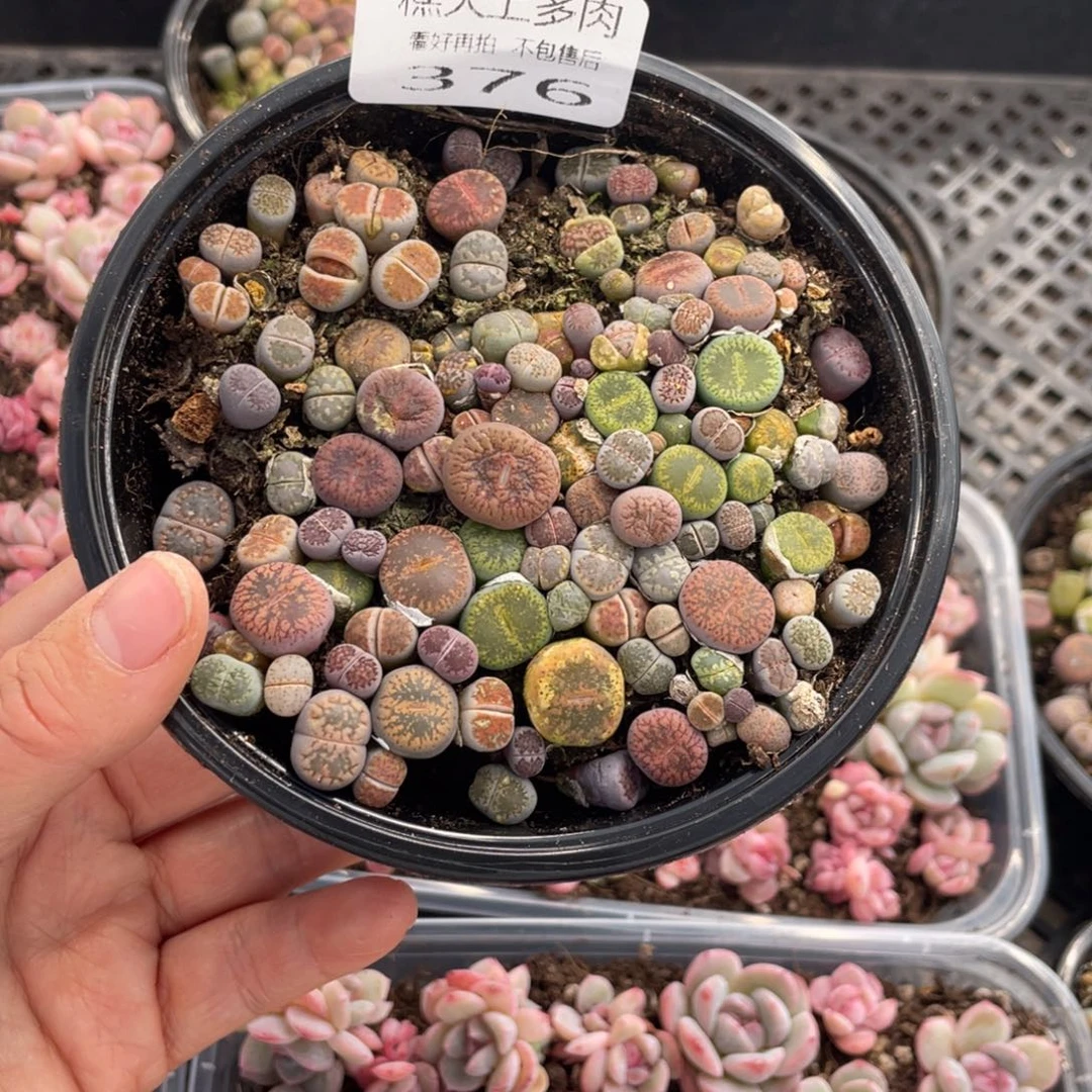 糕大上多肉植物376