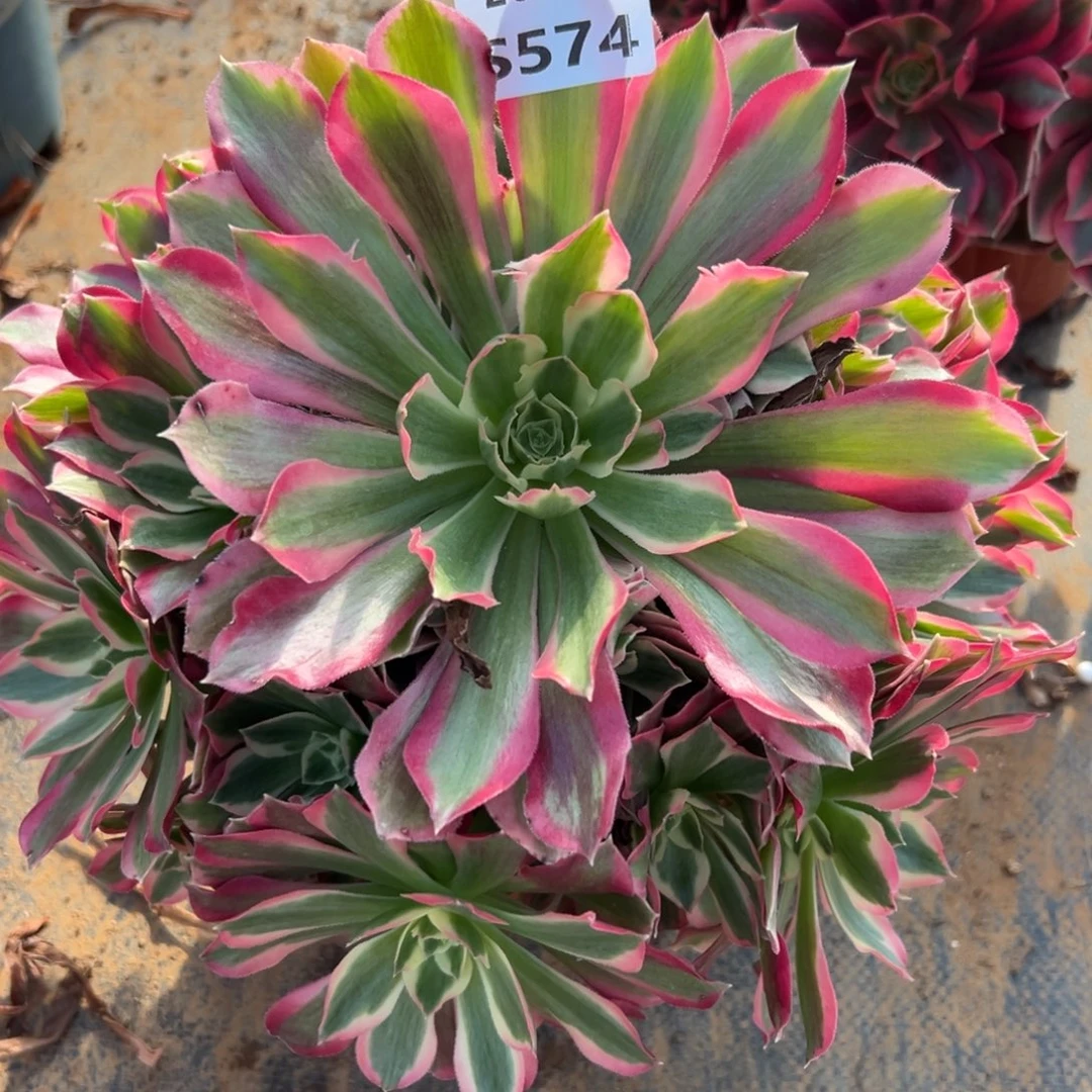 574夜罗刹，满20包邮