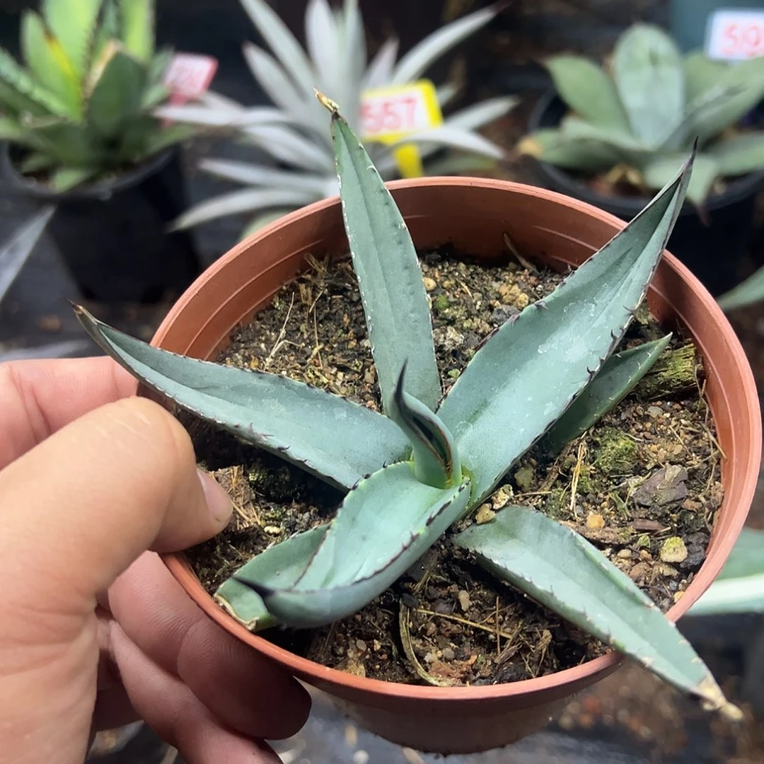 曲叶鲨鱼皮龙舌兰