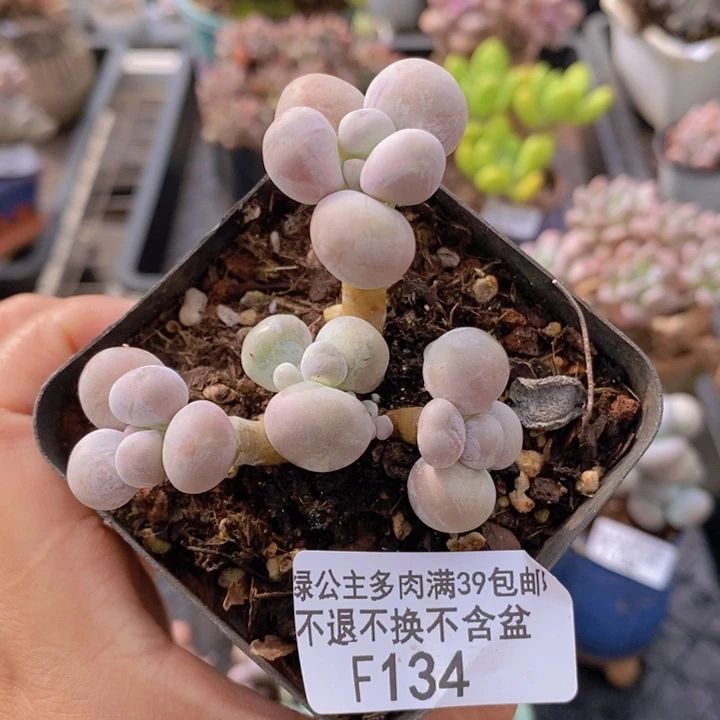 橙奶6cm134多肉植物