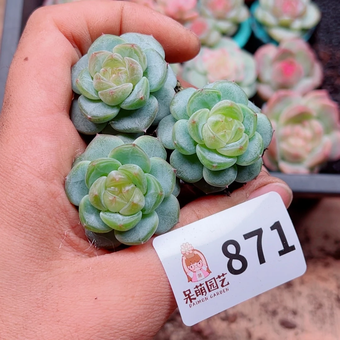 多肉植物多肉植物