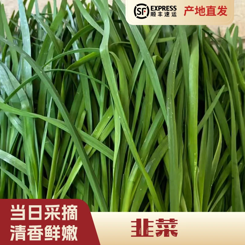 【发顺丰快递】韭菜