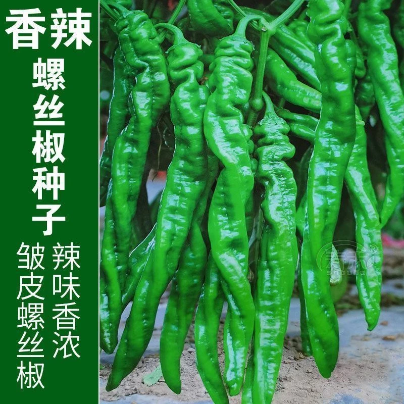 【螺丝线椒种籽】一包也包邮下单送肥料
