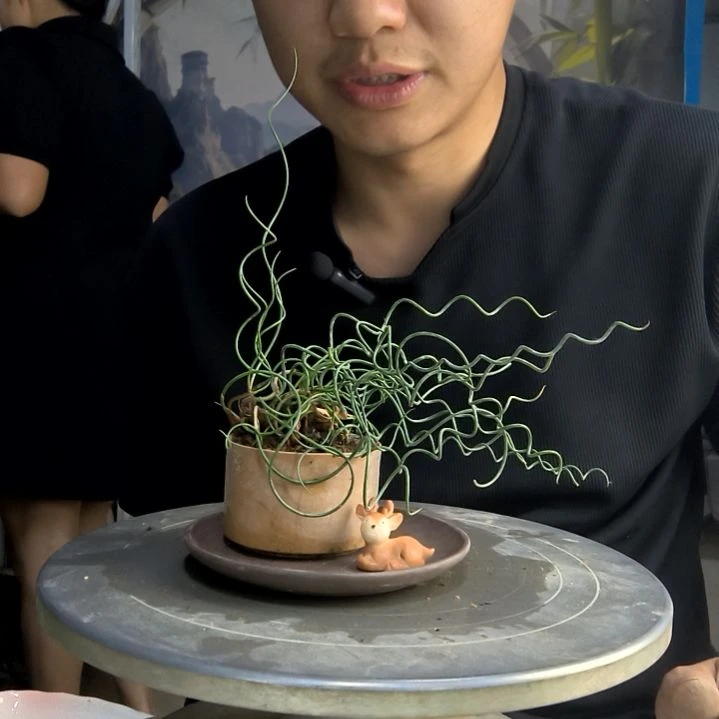 鸽****鸽中青园艺一物一拍171