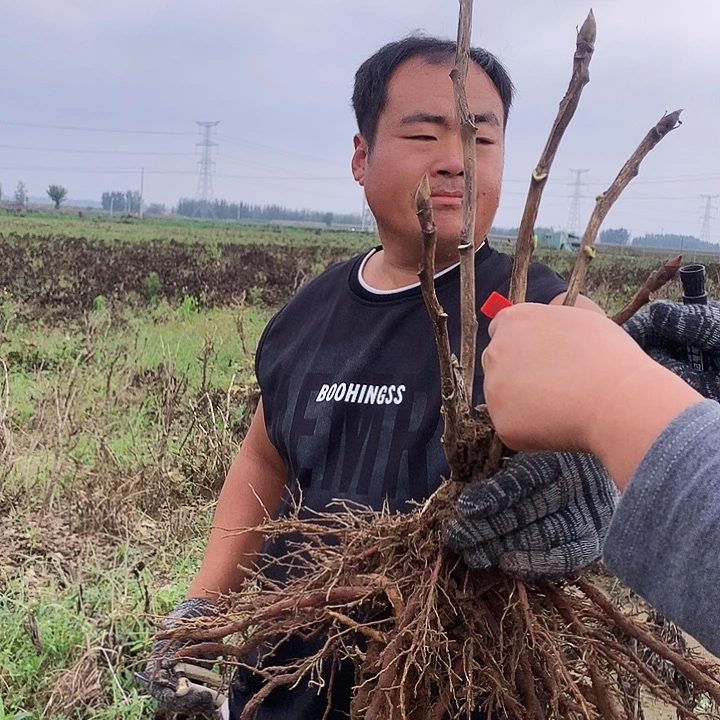 当前无花朵，栽培后可花朵首暗红39