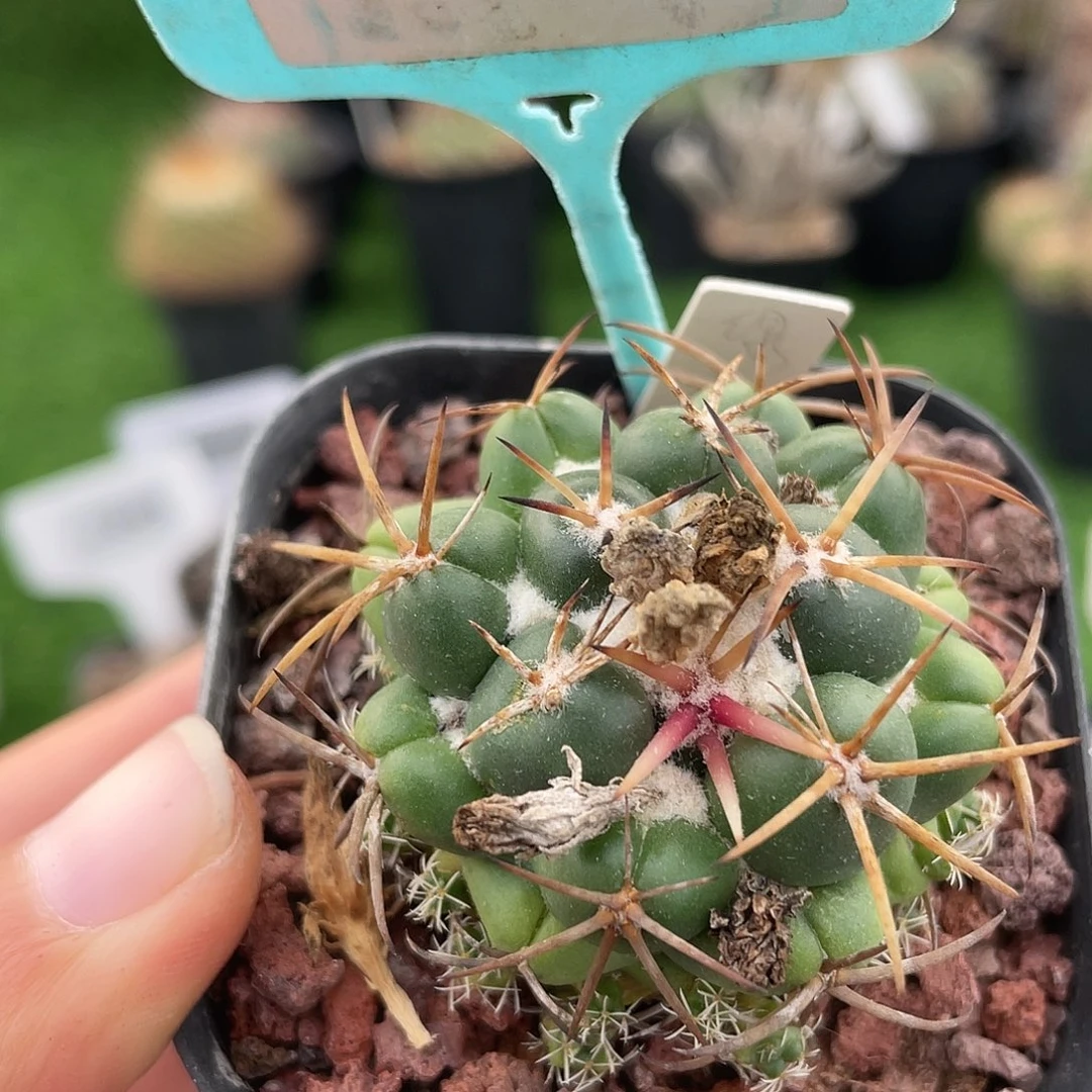 6165 绿花巨象实生清货满 39 包邮，非偏远地区