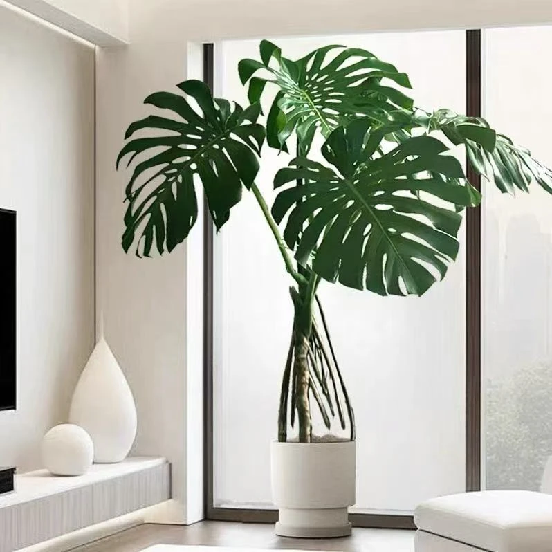 大号老桩独杆落地款龟背竹室内好养