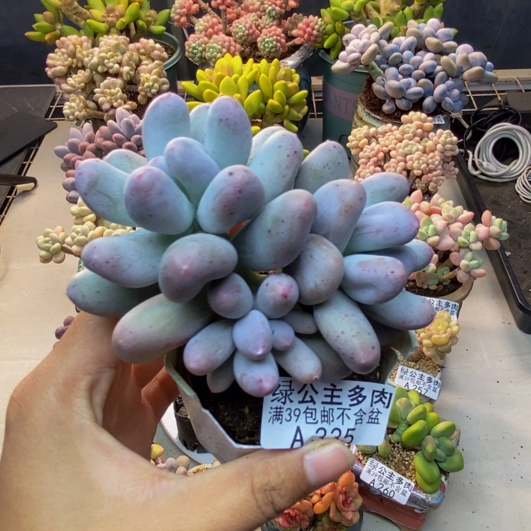 335米可奶多肉7c m