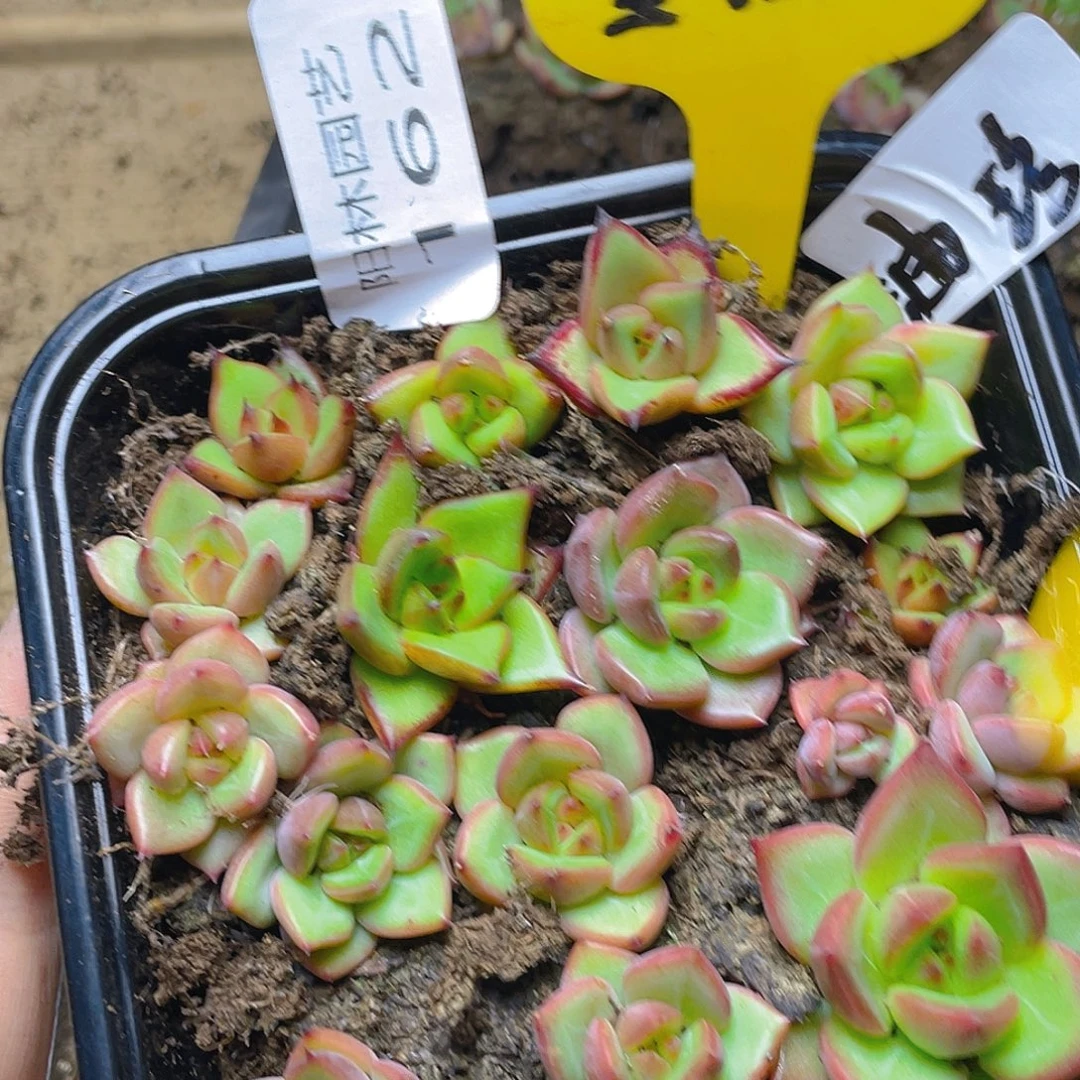 量拍多肉植物多肉植物162