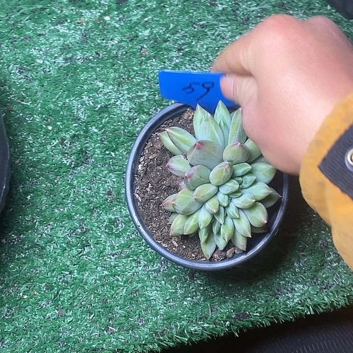 小**G59////////////////