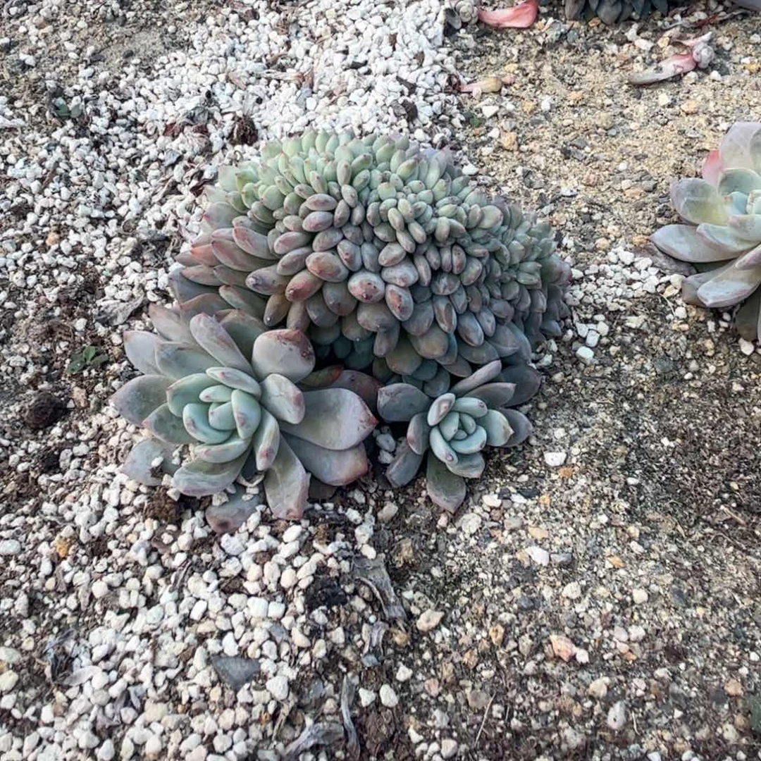 逼***机b965多肉多肉多肉多肉