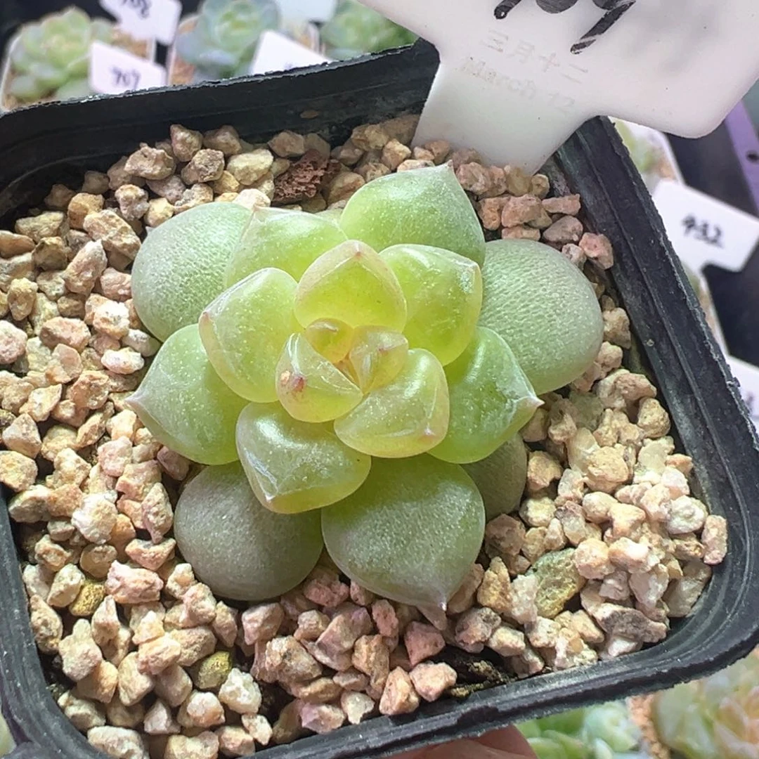 909号泪宝 晗雨多肉