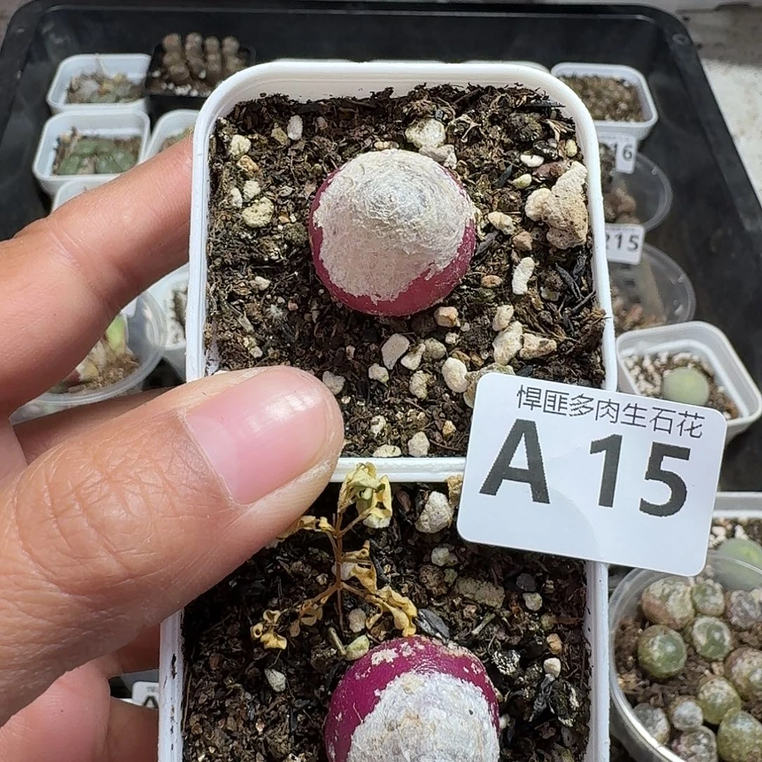 15多肉植物多肉植物