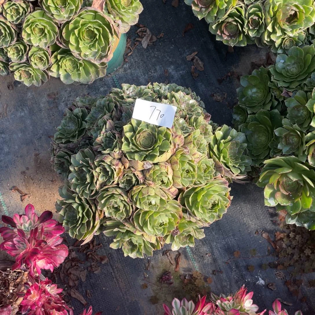 老五多肉770111111