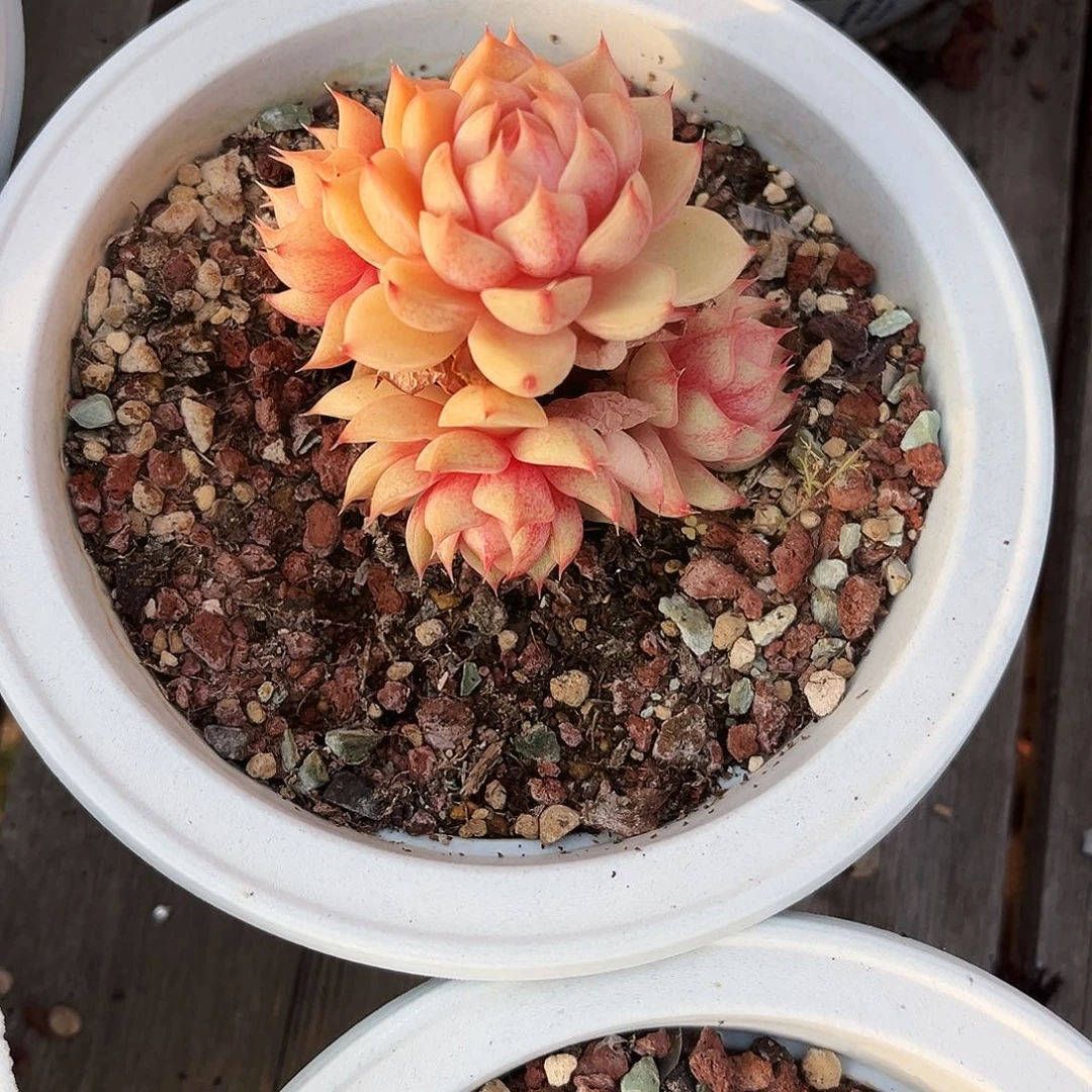 薏***仁137多肉植物提取萃取剂中