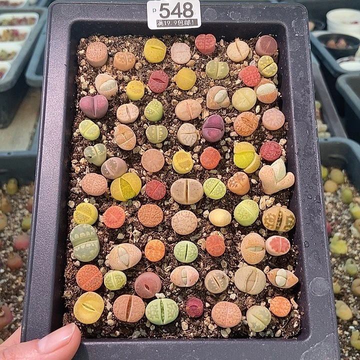 大舅生石花肉锥多肉548