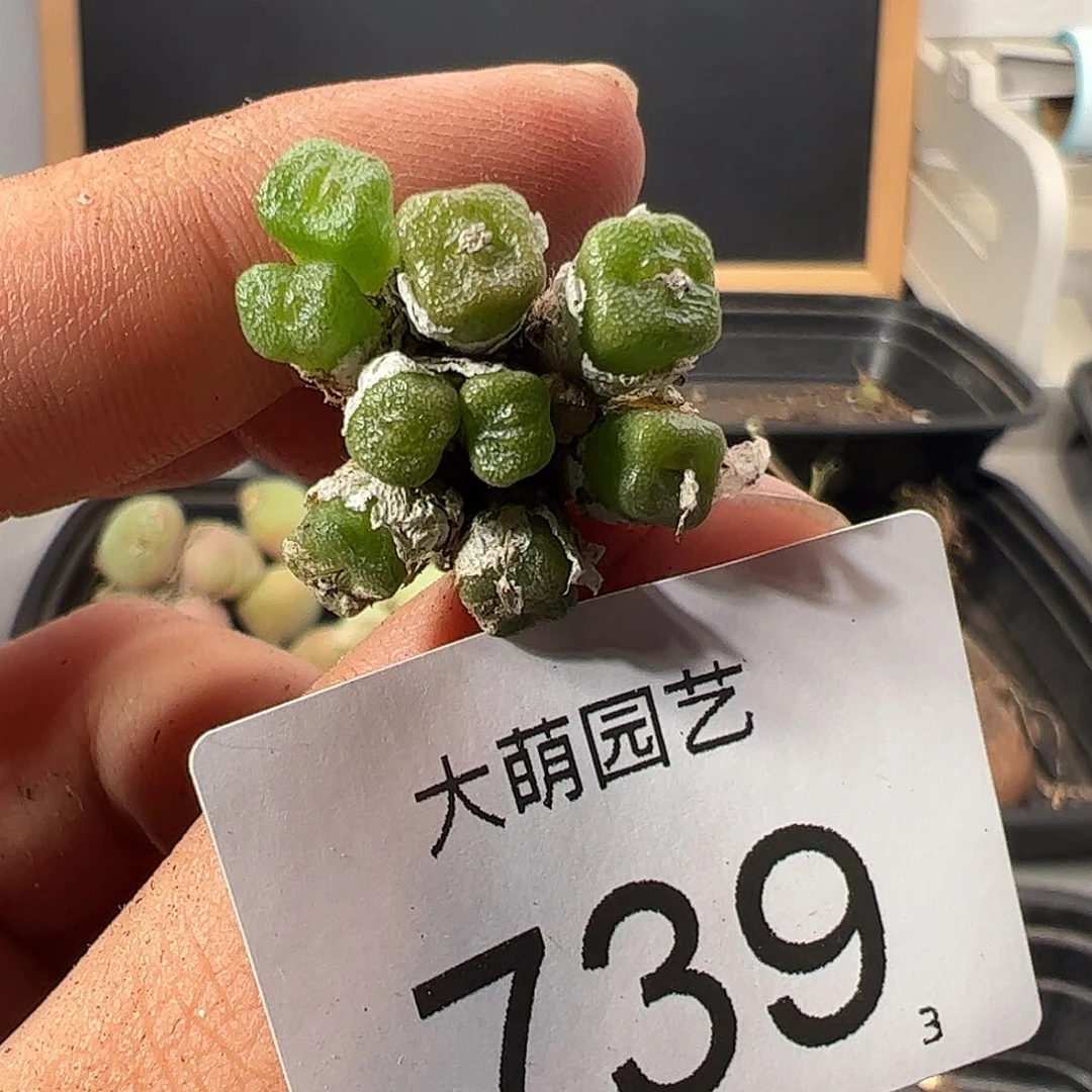0000739 一物一拍……