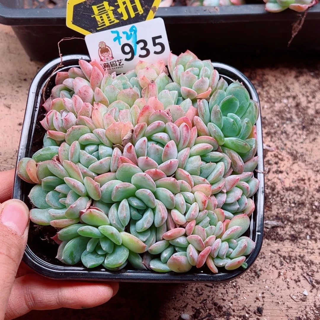 多肉植物多肉植物