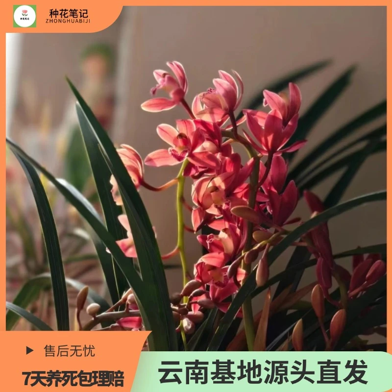 【红双喜蕙兰】大花蕙兰室内阳台好养绿植花卉盆栽现货现发