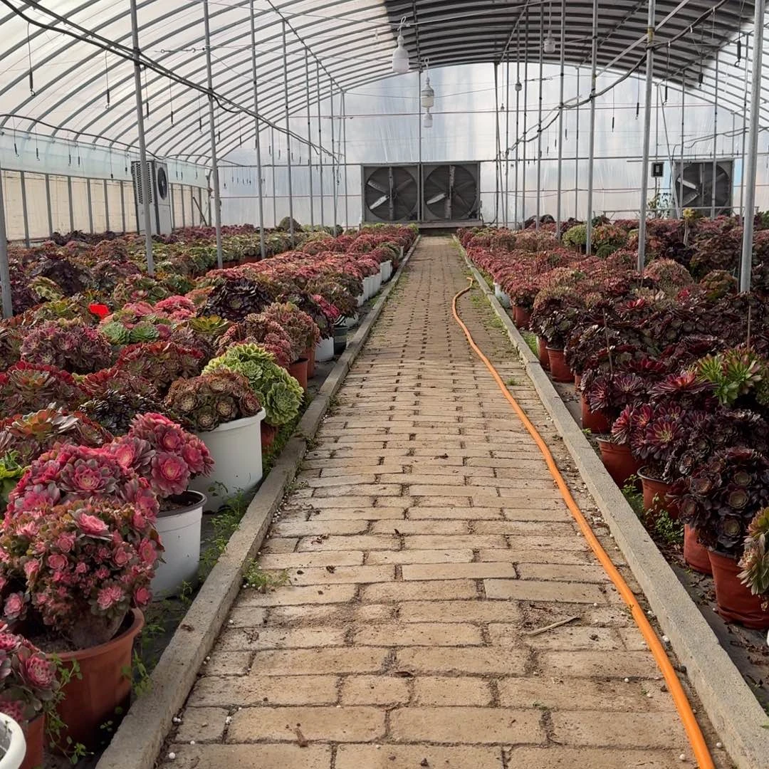 木****多肉植物法师寄养发货