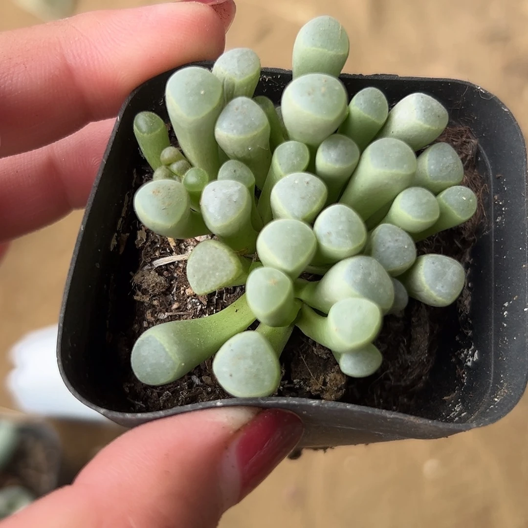 多肉植物五十灵玉
