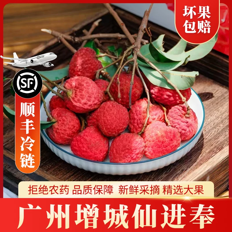 广东省外专拍广州增城仙进奉荔枝现摘现发顺丰冷链空运荔枝天花板