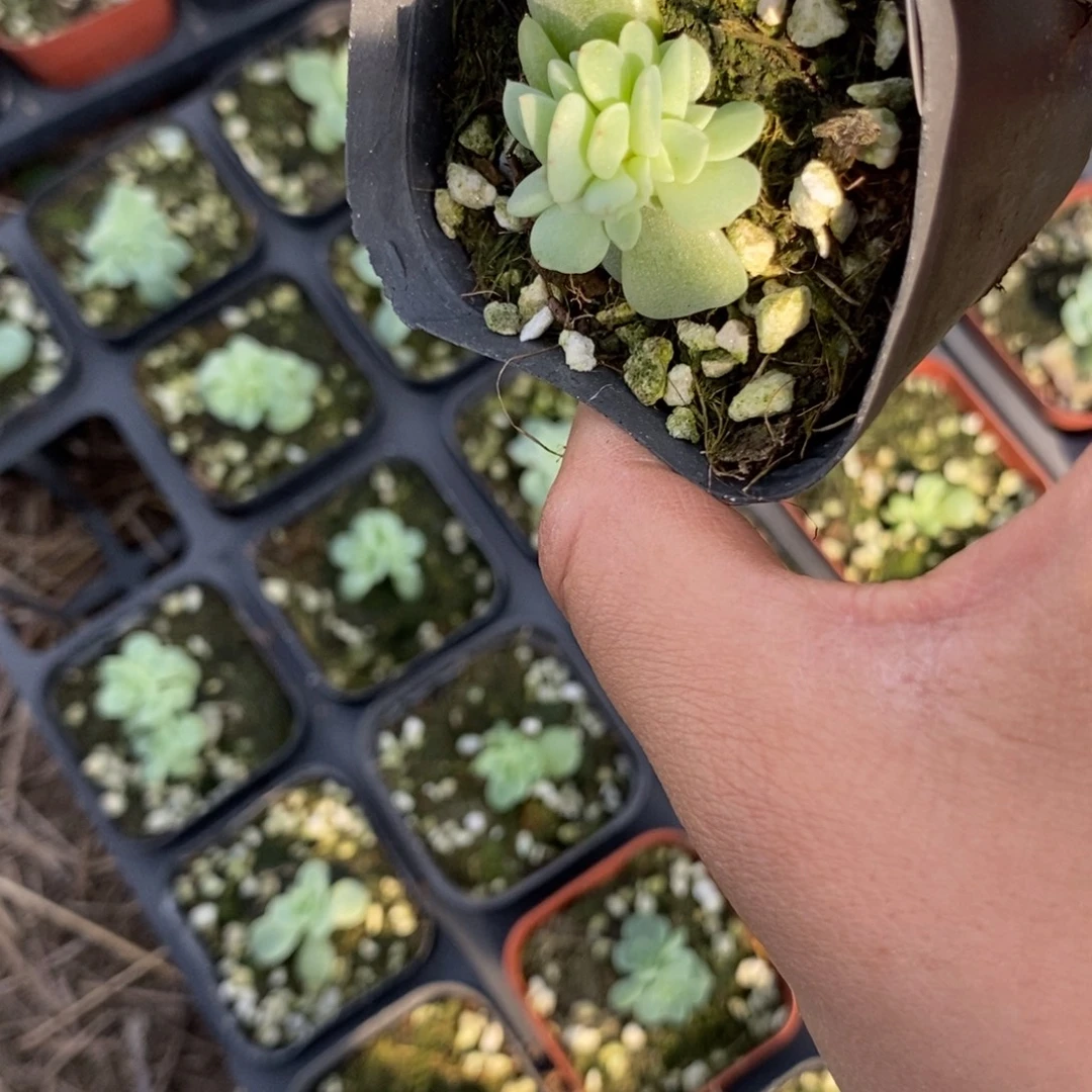 标409财富A一个多肉