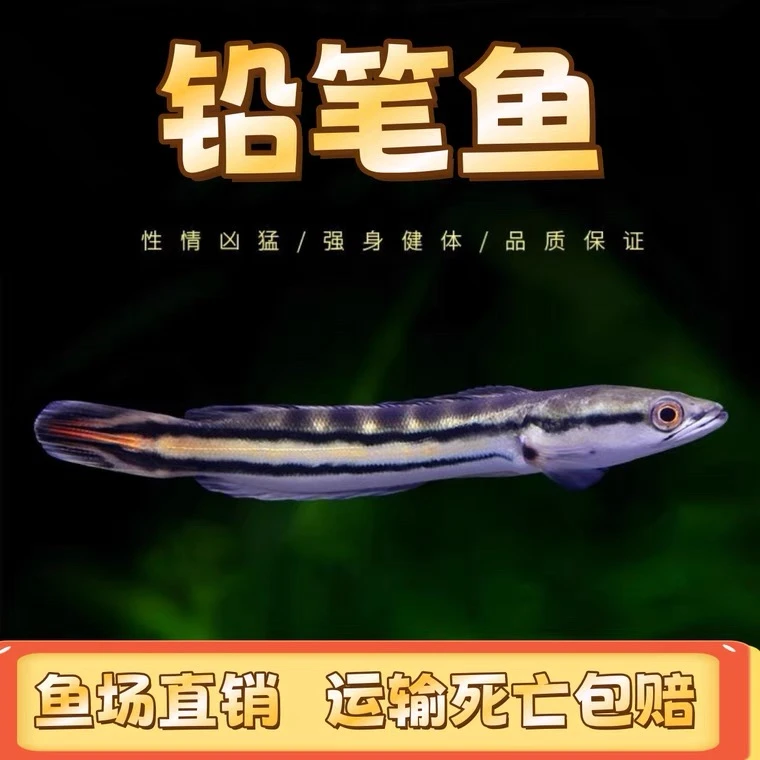 大铅笔鱼活雷龙小盾鳢多曼大型凶猛肉食龙鱼热带观赏鱼鱼苗