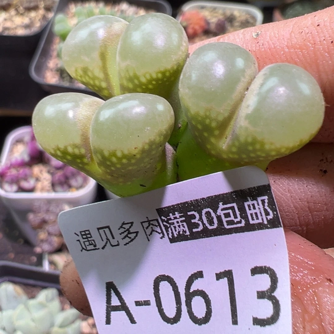 多肉植物111111111111