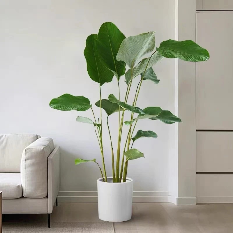 雪茄竹芋植物盆栽北欧ins风室内大型落地热带雨林风网红大叶绿植