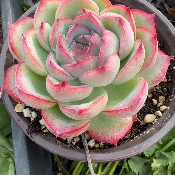 粉水晶多肉植物多肉植物