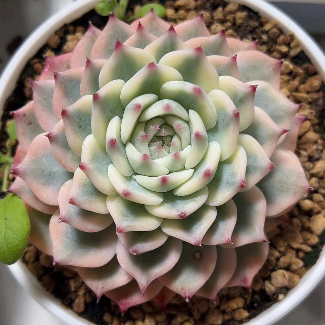 吉娃娃锦多肉植物