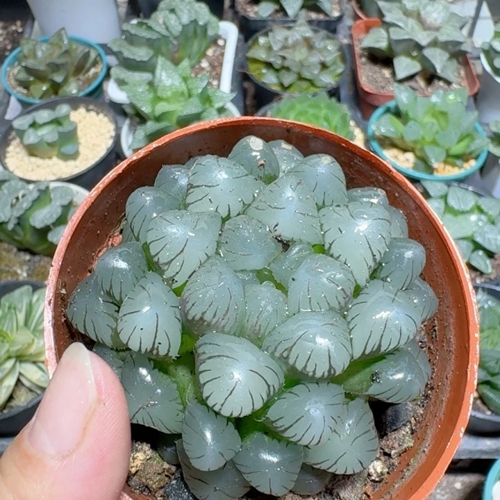 十二卷玉露大母本冰灯玉露