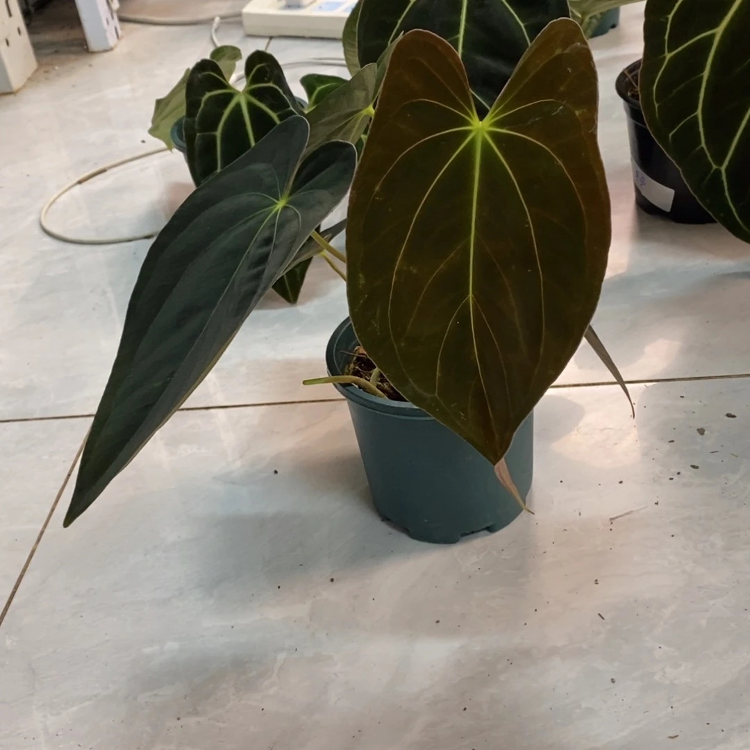 不开花植物加通湖papi