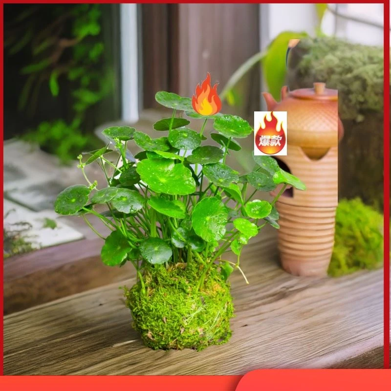 水培好养盆栽水养养植物花卉无土植物种籽四季睡莲碗莲荷花水培养