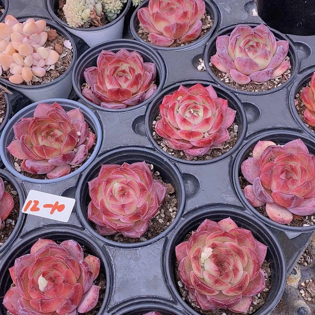 12-10夜魔侠单头福利一颗量拍