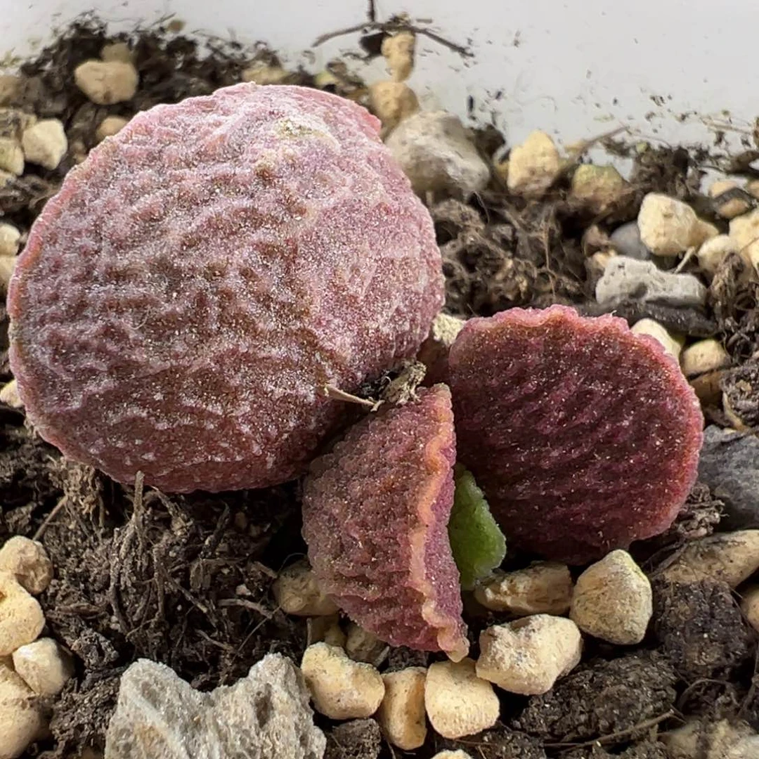 实生底叶苗纹路款多肉植物水泡竖条纹纹理