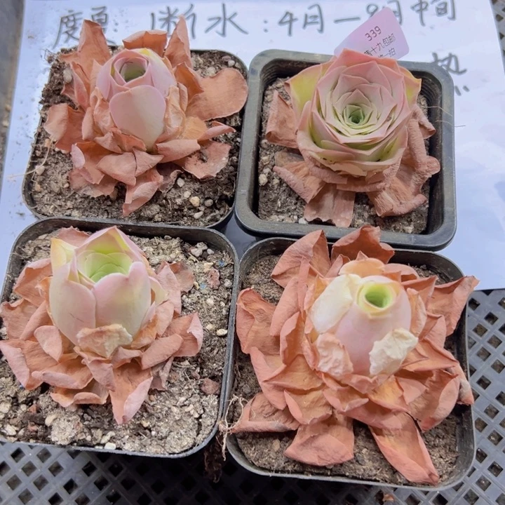 339 裸根不带土发货不包损